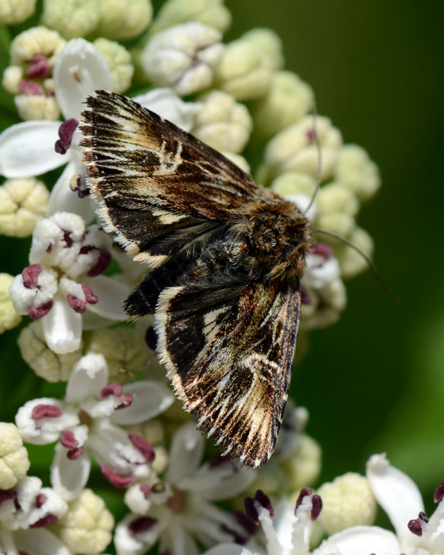 Noctuidae da determinare - Actinotia radiosa